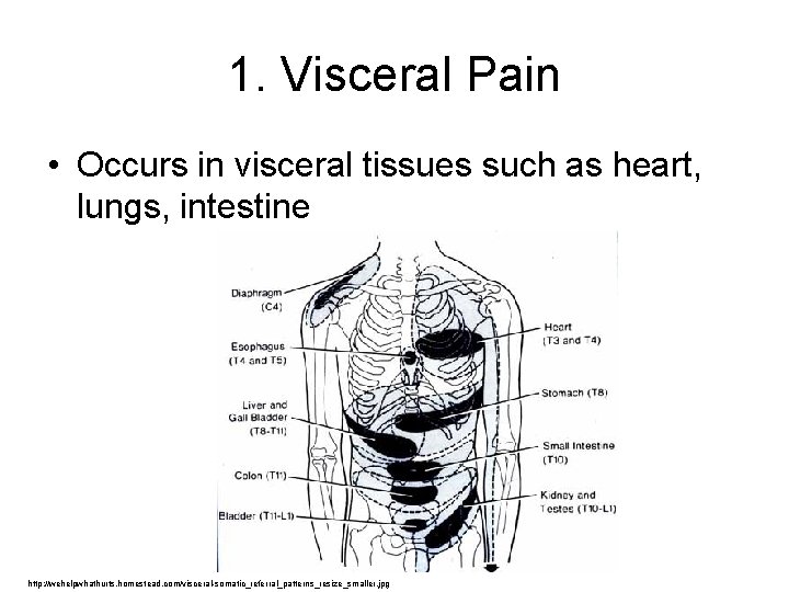 1. Visceral Pain • Occurs in visceral tissues such as heart, lungs, intestine http: