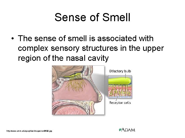 Sense of Smell • The sense of smell is associated with complex sensory structures