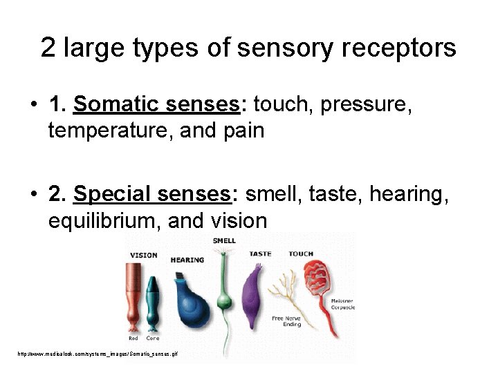 2 large types of sensory receptors • 1. Somatic senses: touch, pressure, temperature, and