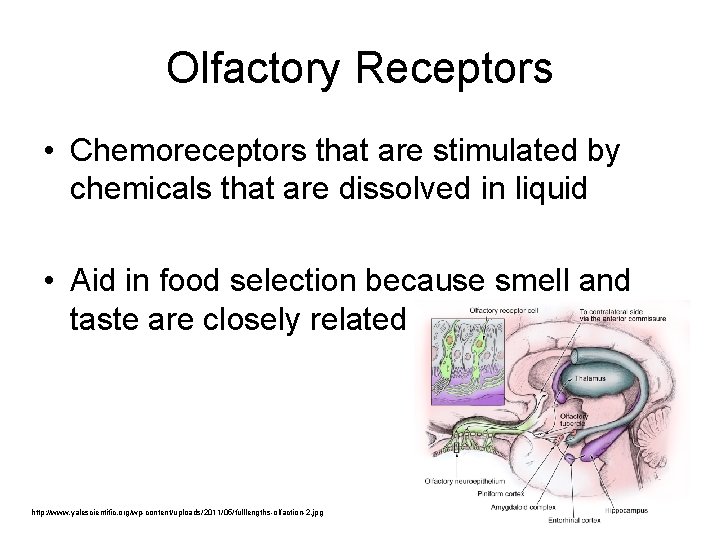 Olfactory Receptors • Chemoreceptors that are stimulated by chemicals that are dissolved in liquid