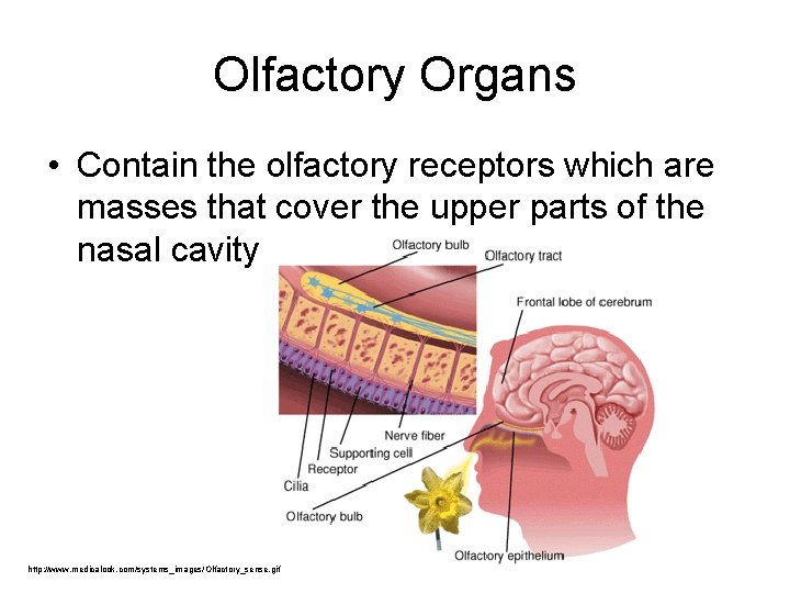 Olfactory Organs • Contain the olfactory receptors which are masses that cover the upper