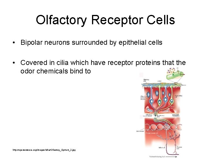 Olfactory Receptor Cells • Bipolar neurons surrounded by epithelial cells • Covered in cilia