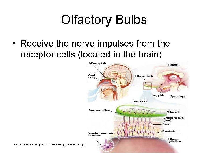 Olfactory Bulbs • Receive the nerve impulses from the receptor cells (located in the