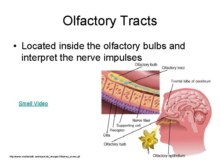 Olfactory Tracts • Located inside the olfactory bulbs and interpret the nerve impulses Smell