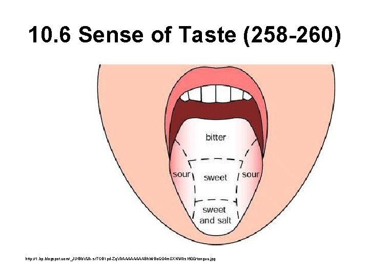 10. 6 Sense of Taste (258 -260) http: //1. bp. blogspot. com/_JUf. Bb. Vl.