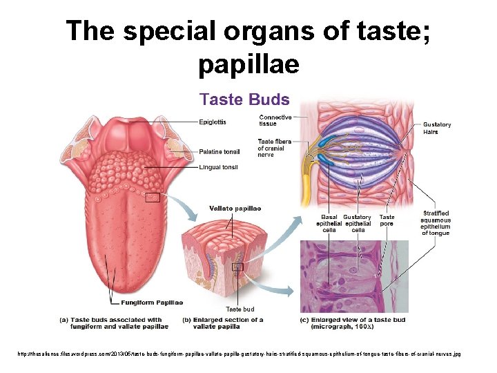 The special organs of taste; papillae http: //thesalience. files. wordpress. com/2013/05/taste-buds-fungiform-papillae-vallate-papilla-gustatory-hairs-stratified-squamous-epithelium-of-tongue-taste-fibers-of-cranial-nerves. jpg 