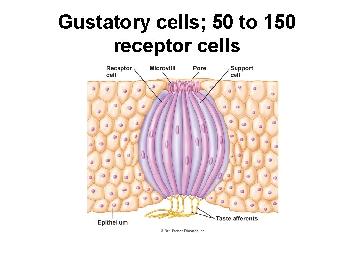 Gustatory cells; 50 to 150 receptor cells 