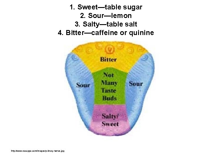 1. Sweet—table sugar 2. Sour—lemon 3. Salty—table salt 4. Bitter—caffeine or quinine http: //www.