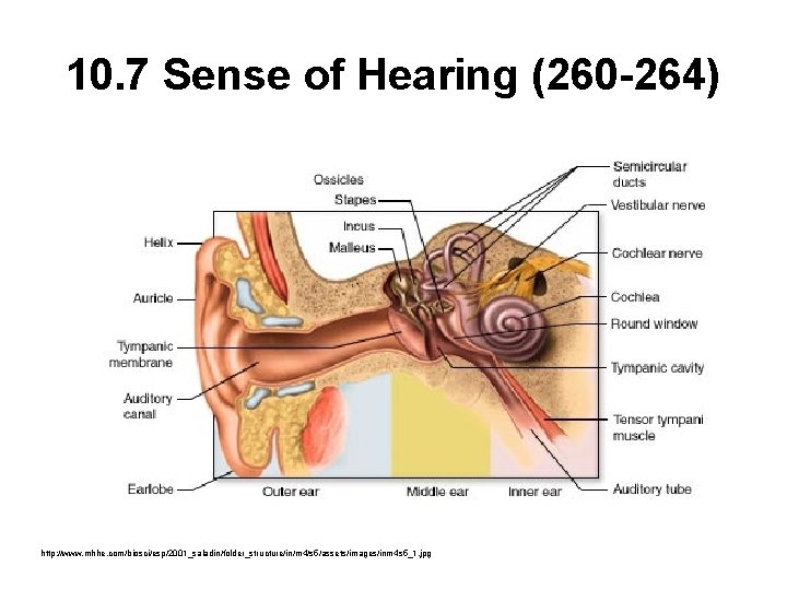 10. 7 Sense of Hearing (260 -264) http: //www. mhhe. com/biosci/esp/2001_saladin/folder_structure/in/m 4/s 5/assets/images/inm 4