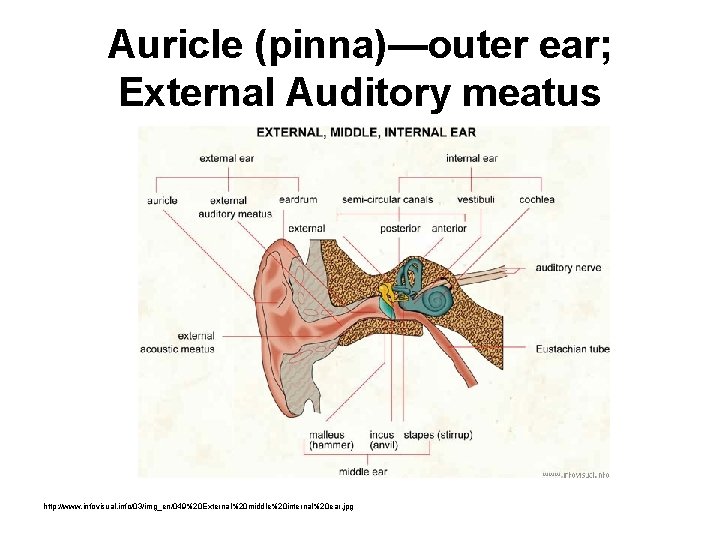Auricle (pinna)—outer ear; External Auditory meatus http: //www. infovisual. info/03/img_en/049%20 External%20 middle%20 internal%20 ear.