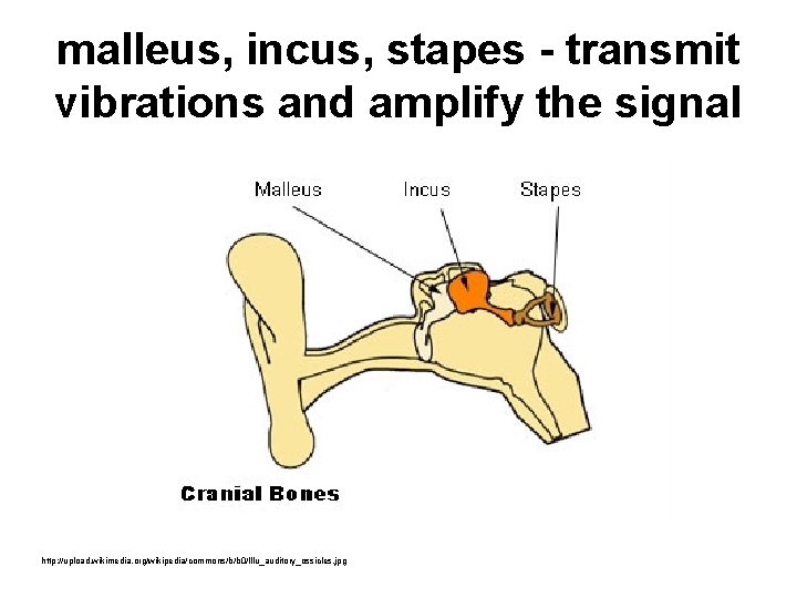 malleus, incus, stapes - transmit vibrations and amplify the signal http: //upload. wikimedia. org/wikipedia/commons/b/b