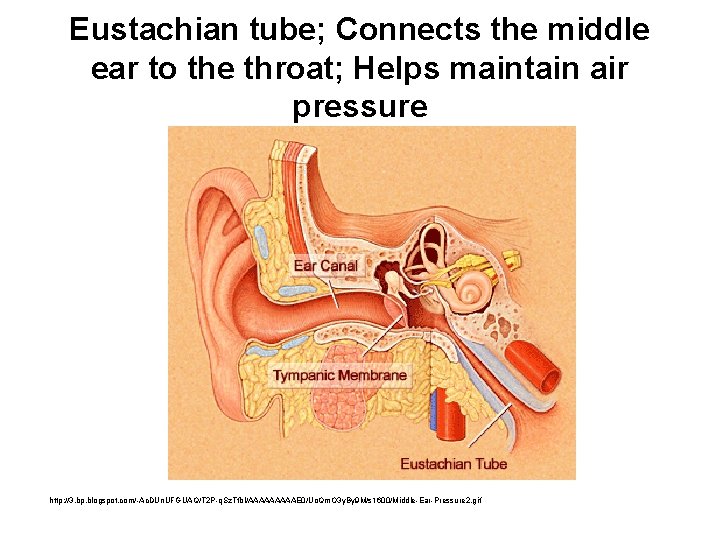 Eustachian tube; Connects the middle ear to the throat; Helps maintain air pressure http: