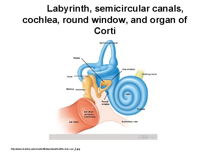 Labyrinth, semicircular canals, cochlea, round window, and organ of Corti http: //www. brainhq. com/media/49/download/middle-inner-ear_0.