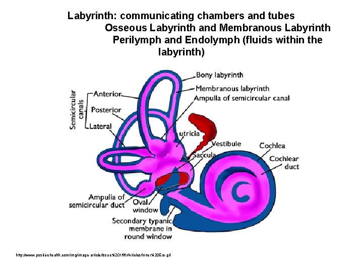 Labyrinth: communicating chambers and tubes Osseous Labyrinth and Membranous Labyrinth Perilymph and Endolymph (fluids