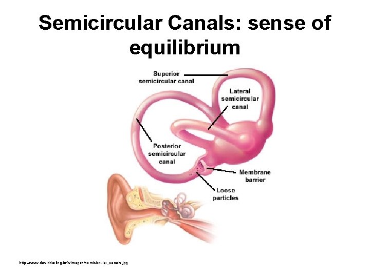 Semicircular Canals: sense of equilibrium http: //www. daviddarling. info/images/semicircular_canals. jpg 