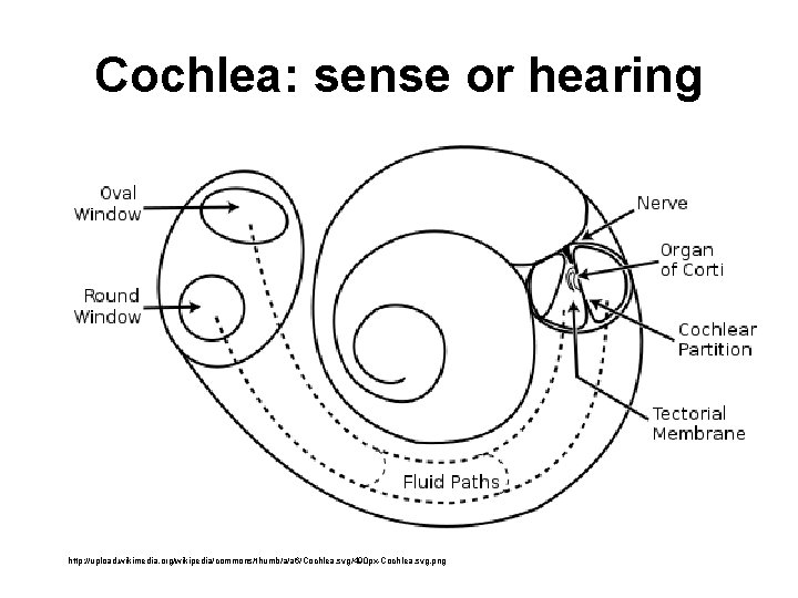 Cochlea: sense or hearing http: //upload. wikimedia. org/wikipedia/commons/thumb/a/a 6/Cochlea. svg/490 px-Cochlea. svg. png 