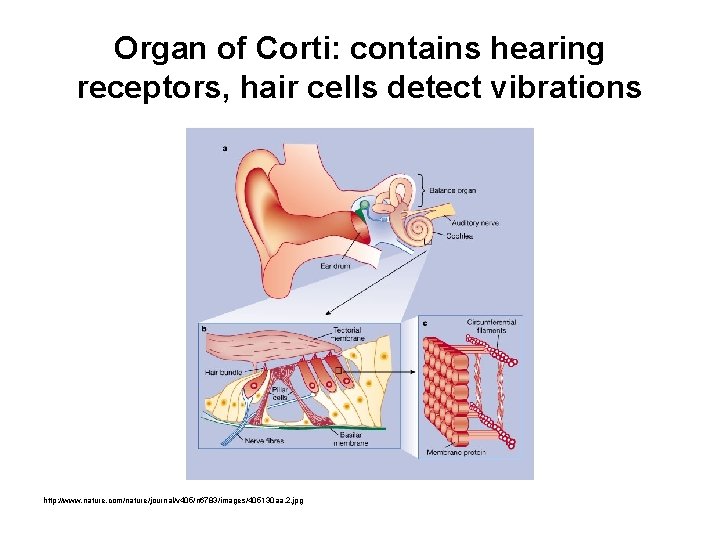 Organ of Corti: contains hearing receptors, hair cells detect vibrations http: //www. nature. com/nature/journal/v