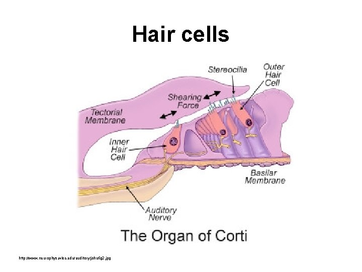 Hair cells http: //www. neurophys. wisc. edu/auditory/johcfig 2. jpg 