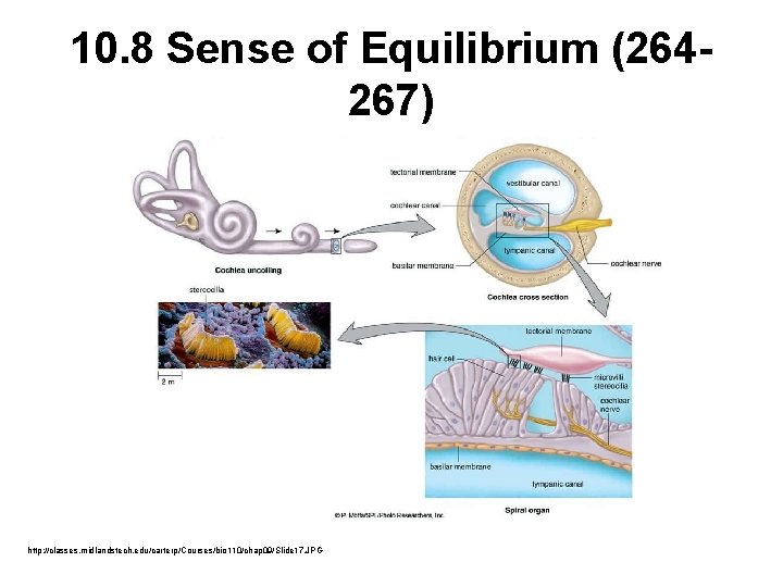 10. 8 Sense of Equilibrium (264267) http: //classes. midlandstech. edu/carterp/Courses/bio 110/chap 09/Slide 17. JPG