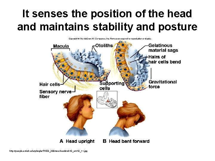 It senses the position of the head and maintains stability and posture http: //people.