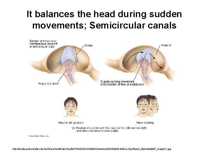 It balances the head during sudden movements; Semicircular canals http: //faculty. spokanefalls. edu/Inet. Share/Auto.