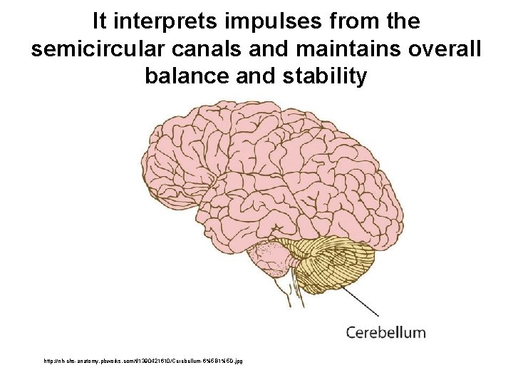 It interprets impulses from the semicircular canals and maintains overall balance and stability http: