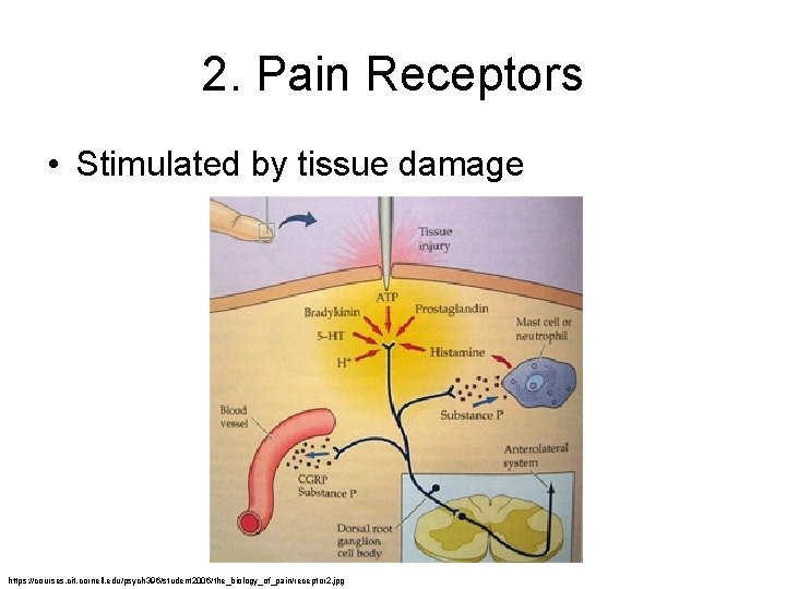 2. Pain Receptors • Stimulated by tissue damage https: //courses. cit. cornell. edu/psych 396/student