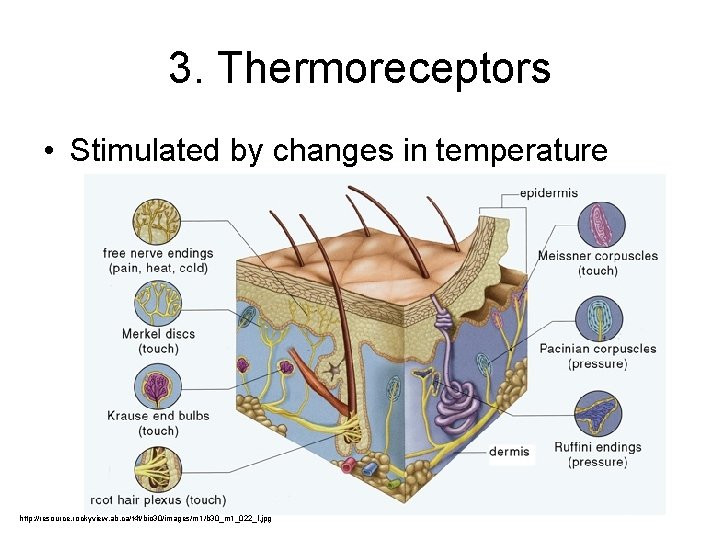 3. Thermoreceptors • Stimulated by changes in temperature http: //resource. rockyview. ab. ca/t 4