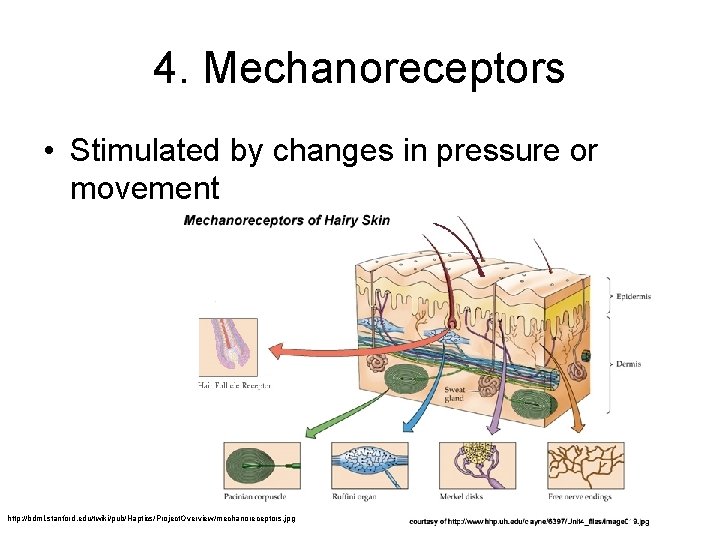 4. Mechanoreceptors • Stimulated by changes in pressure or movement http: //bdml. stanford. edu/twiki/pub/Haptics/Project.