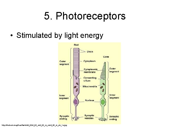 5. Photoreceptors • Stimulated by light energy http: //thebrain. mcgill. ca/flash/d/d_02_m/d_02_m_vis_1 a. jpg 