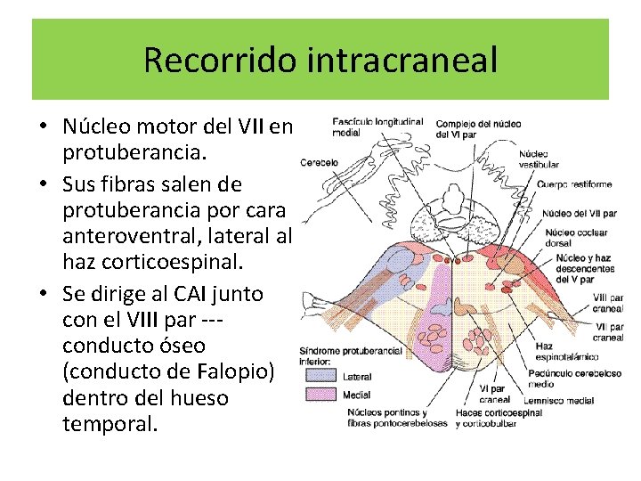 Recorrido intracraneal • Núcleo motor del VII en protuberancia. • Sus fibras salen de