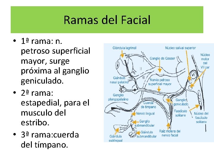 Ramas del Facial • 1ª rama: n. petroso superficial mayor, surge próxima al ganglio
