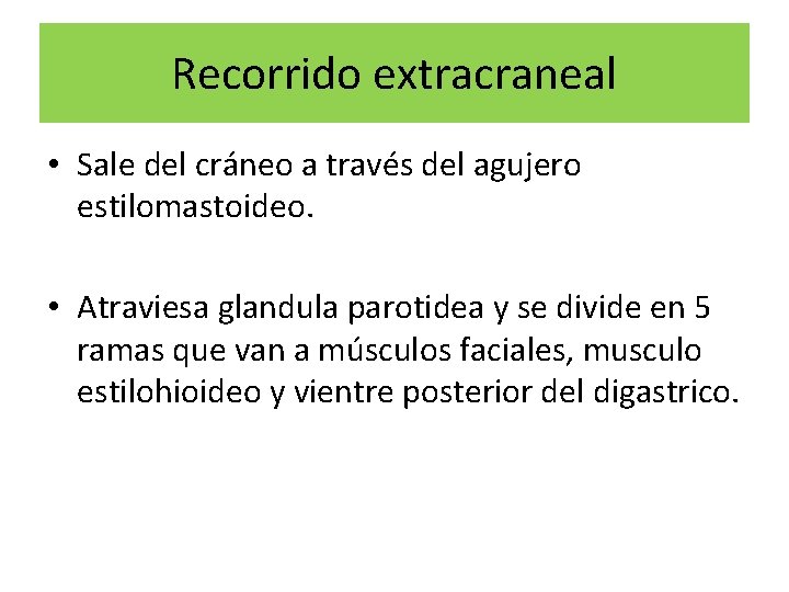 Recorrido extracraneal • Sale del cráneo a través del agujero estilomastoideo. • Atraviesa glandula