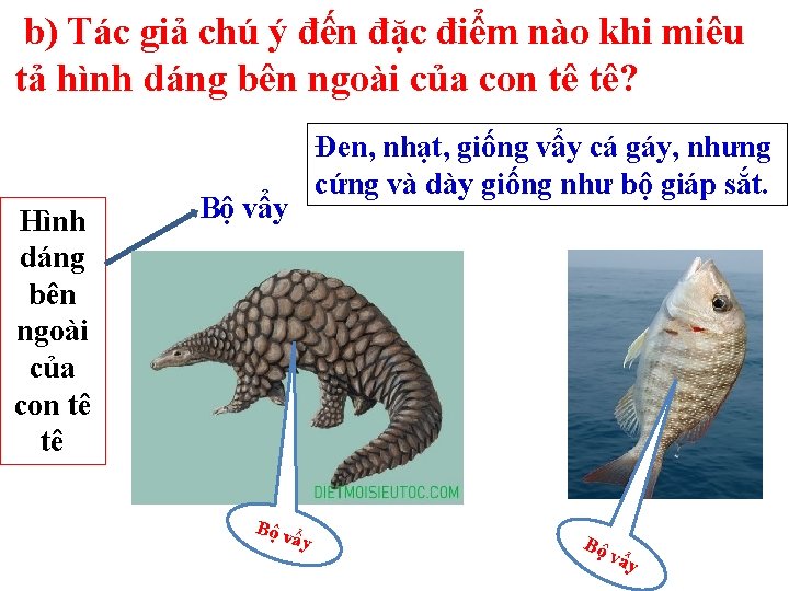 b) Tác giả chú ý đến đặc điểm nào khi miêu tả hình dáng