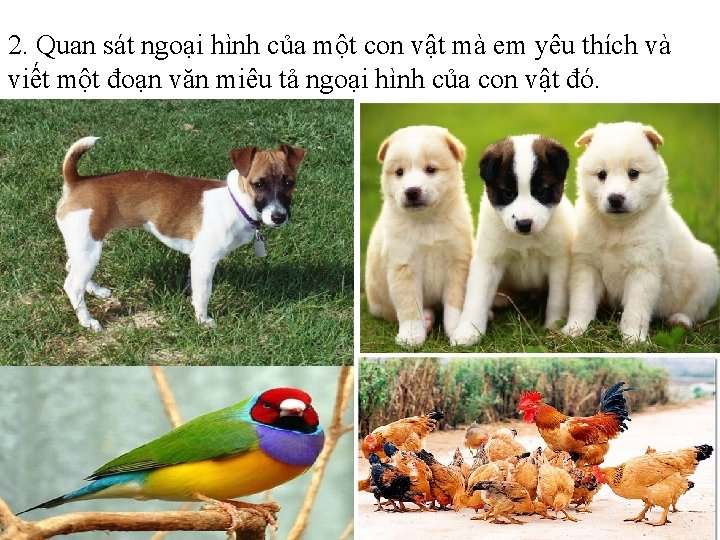 2. Quan sát ngoại hình của một con vật mà em yêu thích và