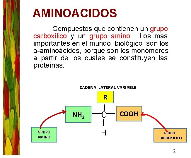 AMINOACIDOS Compuestos que contienen un grupo carboxílico y un grupo amino. Los mas importantes