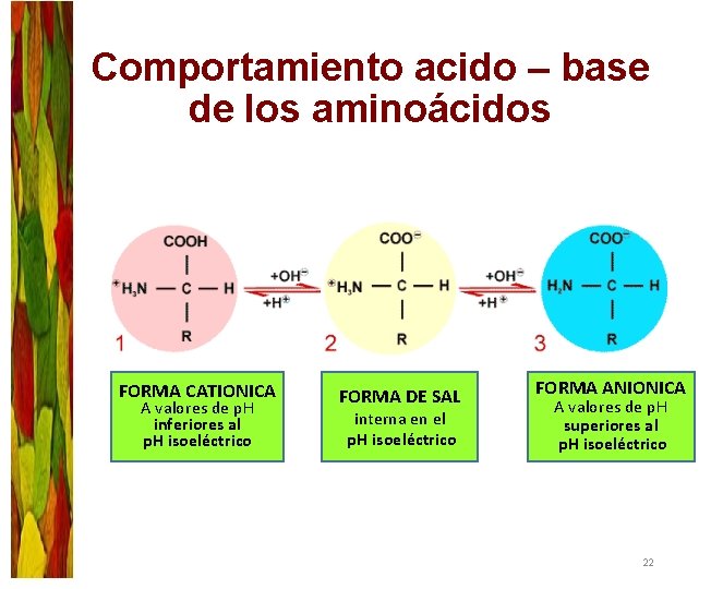 Comportamiento acido – base de los aminoácidos FORMA CATIONICA A valores de p. H