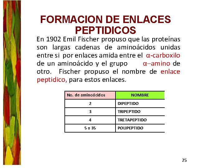 FORMACION DE ENLACES PEPTIDICOS En 1902 Emil Fischer propuso que las proteínas son largas