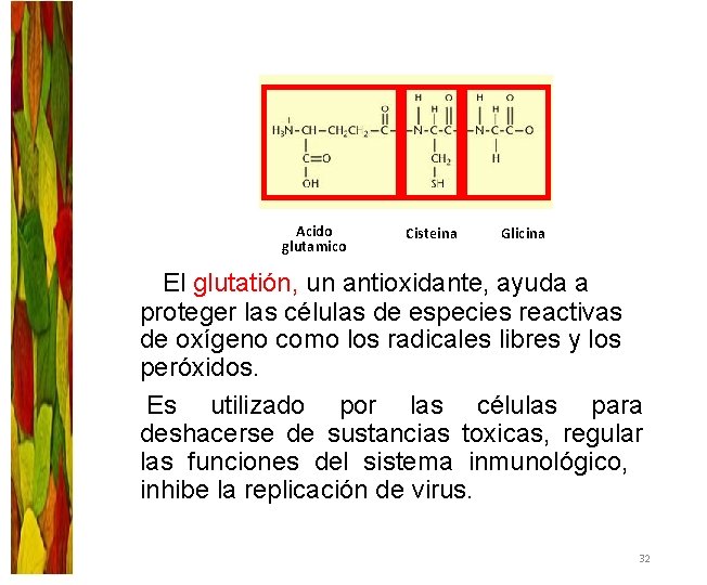 Acido glutamico Cisteina Glicina El glutatión, un antioxidante, ayuda a proteger las células de