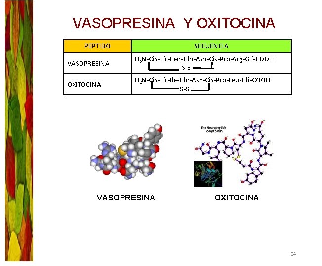 VASOPRESINA Y OXITOCINA PEPTIDO SECUENCIA VASOPRESINA H 2 N-Cis-Tir-Fen-Gln-Asn-Cis-Pro-Arg-Gli-COOH S-S OXITOCINA H 2 N-Cis-Tir-Ile-Gln-Asn-Cis-Pro-Leu-Gli-COOH