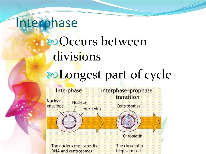 Interphase Occurs between divisions Longest part of cycle 3 stages 