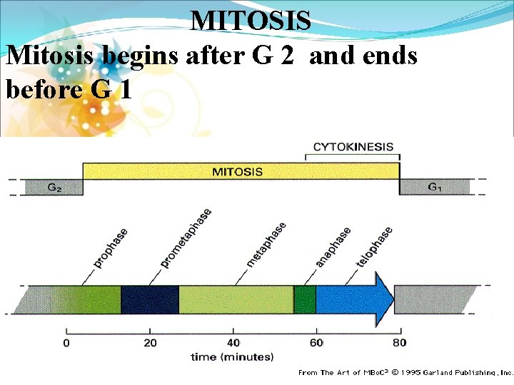 MITOSIS Mitosis begins after G 2 and ends before G 1 