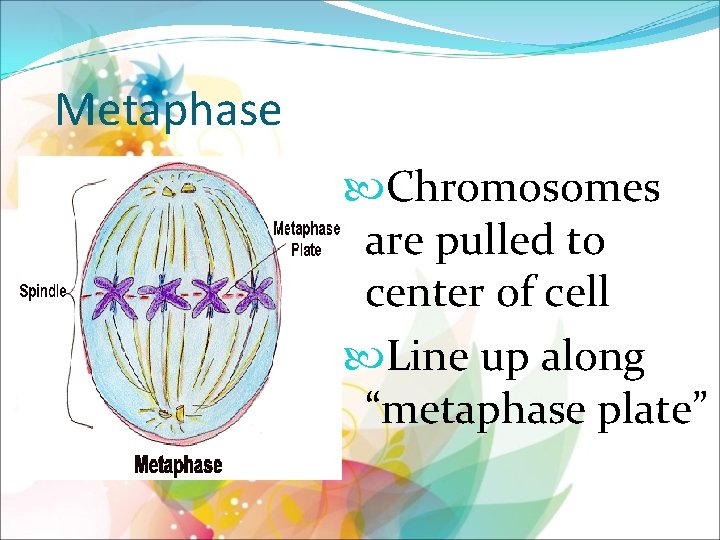 Metaphase Chromosomes are pulled to center of cell Line up along “metaphase plate” 