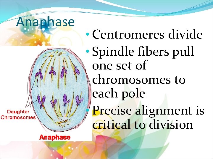 Anaphase • Centromeres divide • Spindle fibers pull one set of chromosomes to each