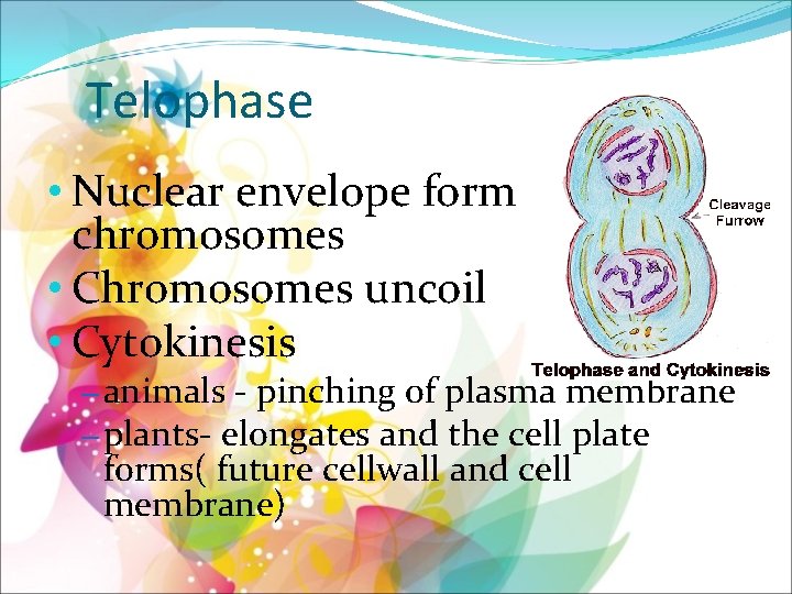 Telophase • Nuclear envelope form around chromosomes • Chromosomes uncoil • Cytokinesis – animals