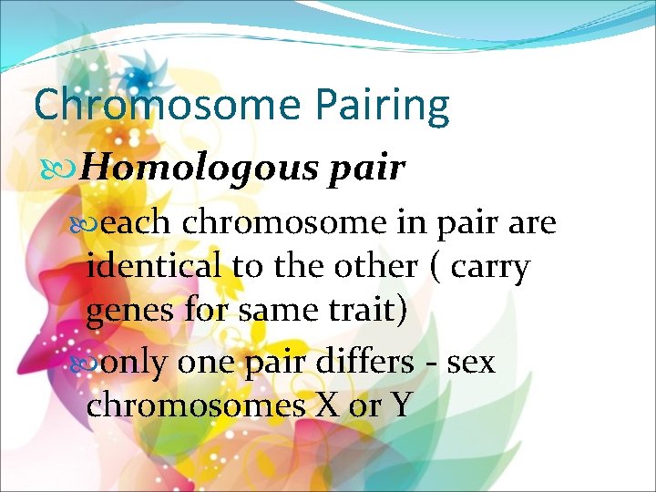 Chromosome Pairing Homologous pair each chromosome in pair are identical to the other (