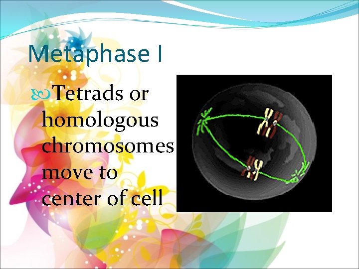 Metaphase I Tetrads or homologous chromosomes move to center of cell 