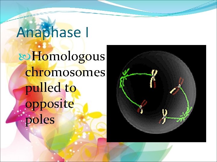 Anaphase I Homologous chromosomes pulled to opposite poles 
