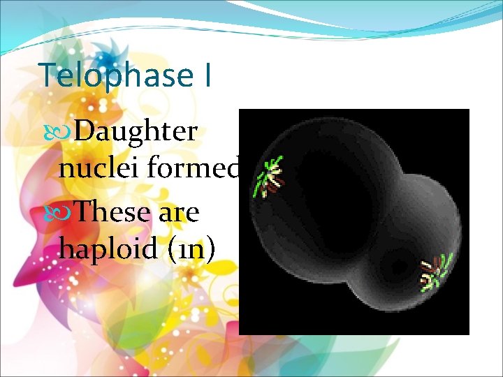 Telophase I Daughter nuclei formed These are haploid (1 n) 