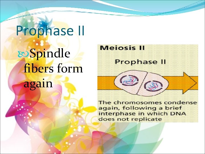 Prophase II Spindle fibers form again 